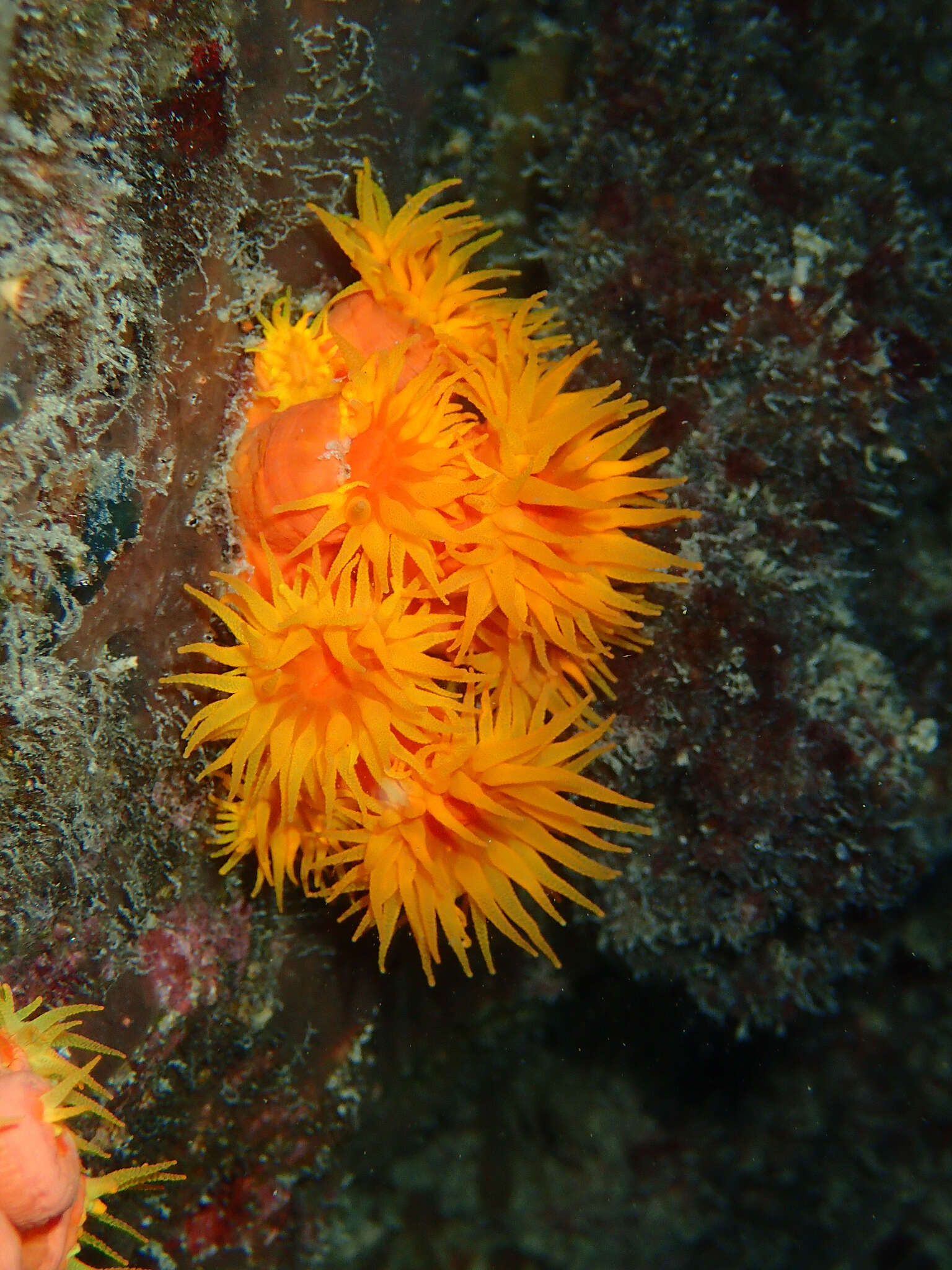 Image of Orange Cup Coral