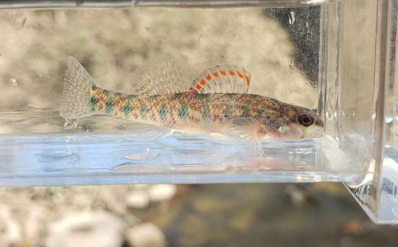 صورة Etheostoma gracile (Girard 1859)