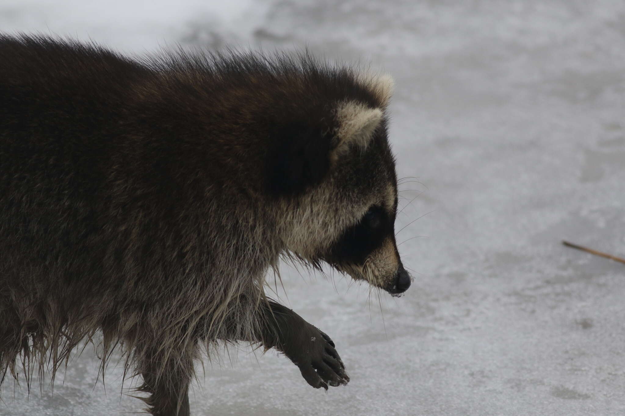 Canine morbillivirus resmi