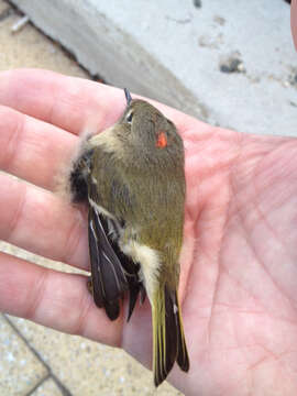 Image of Ruby-crowned Kinglet