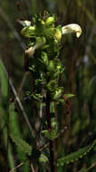 Image of swamp lousewort