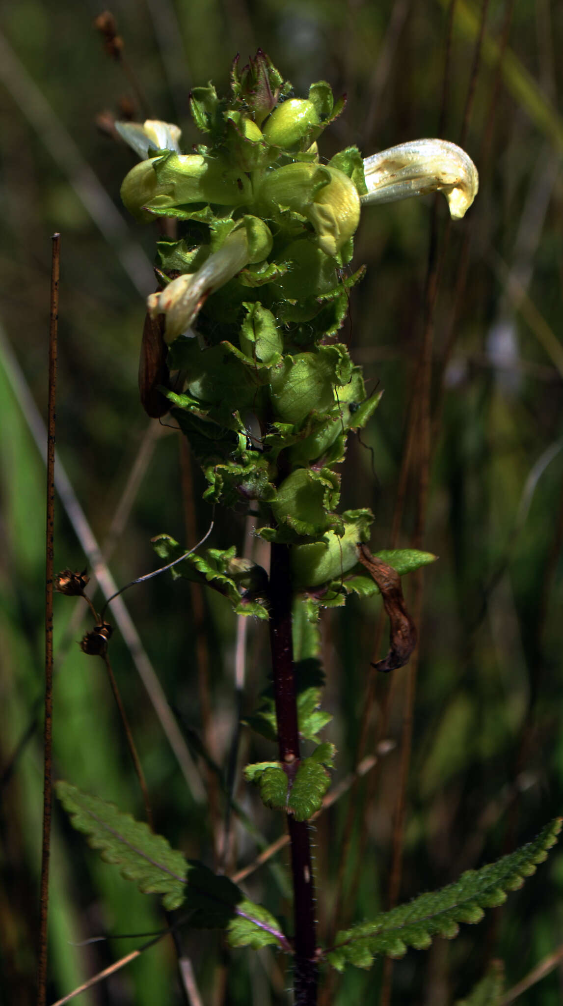 Image of swamp lousewort