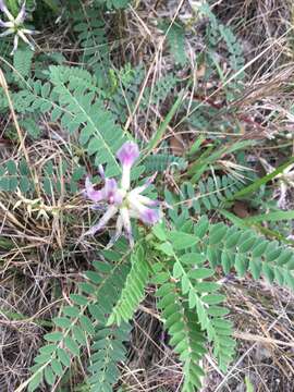 Sivun Astragalus crassicarpus Nutt. kuva