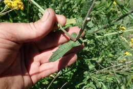 Imagem de Alepidea cordifolia