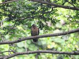 Image of brown dove