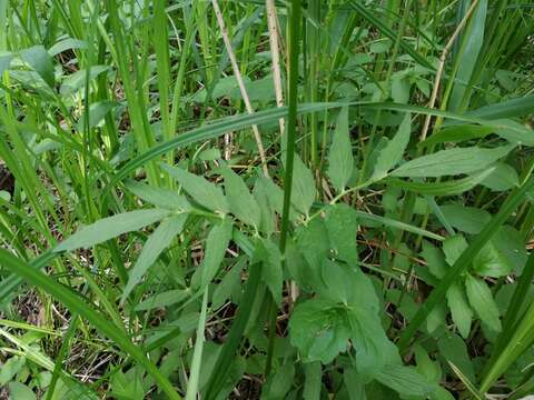 Image of Valeriana excelsa Poir.