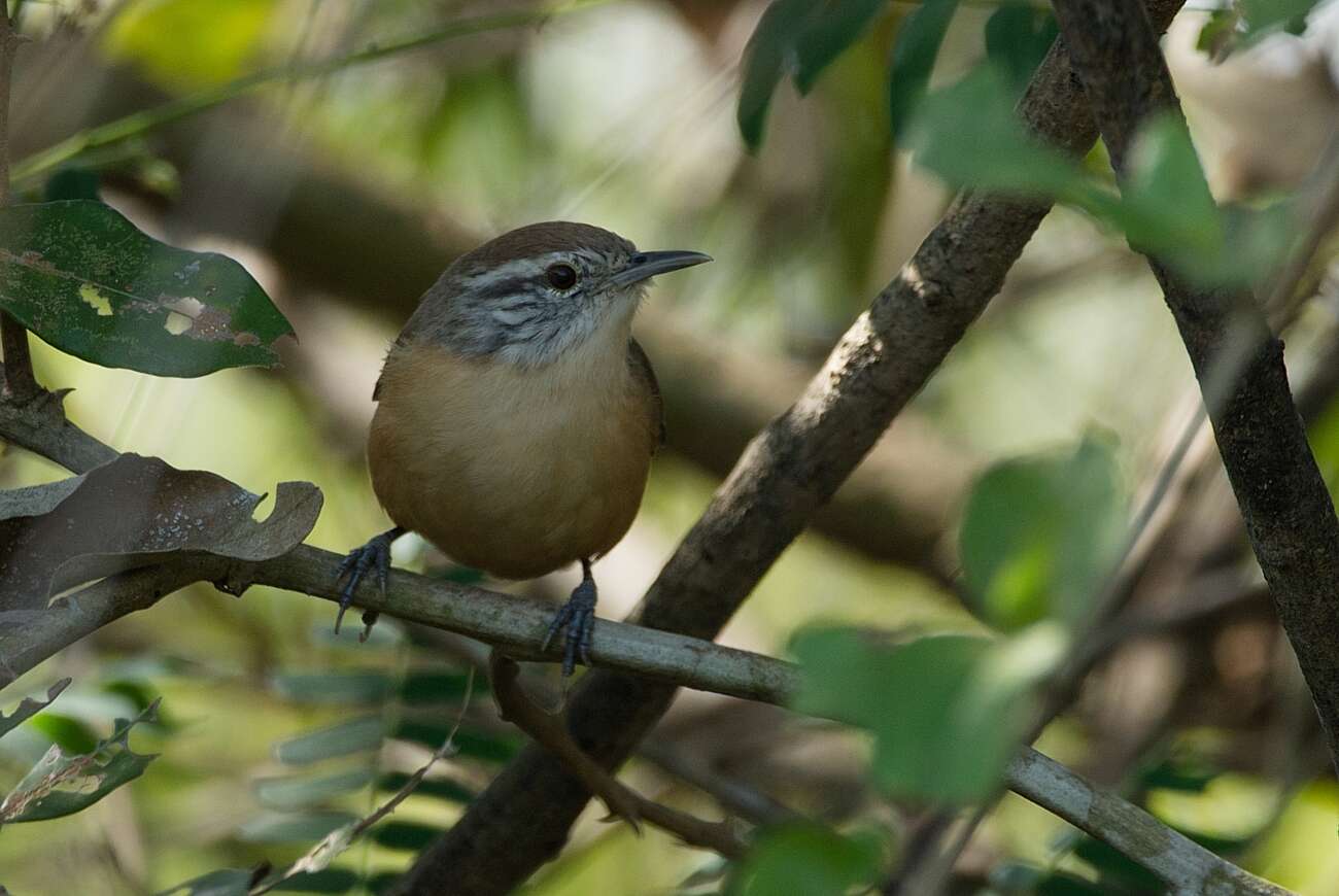 Image of Fawn-breasted Wren