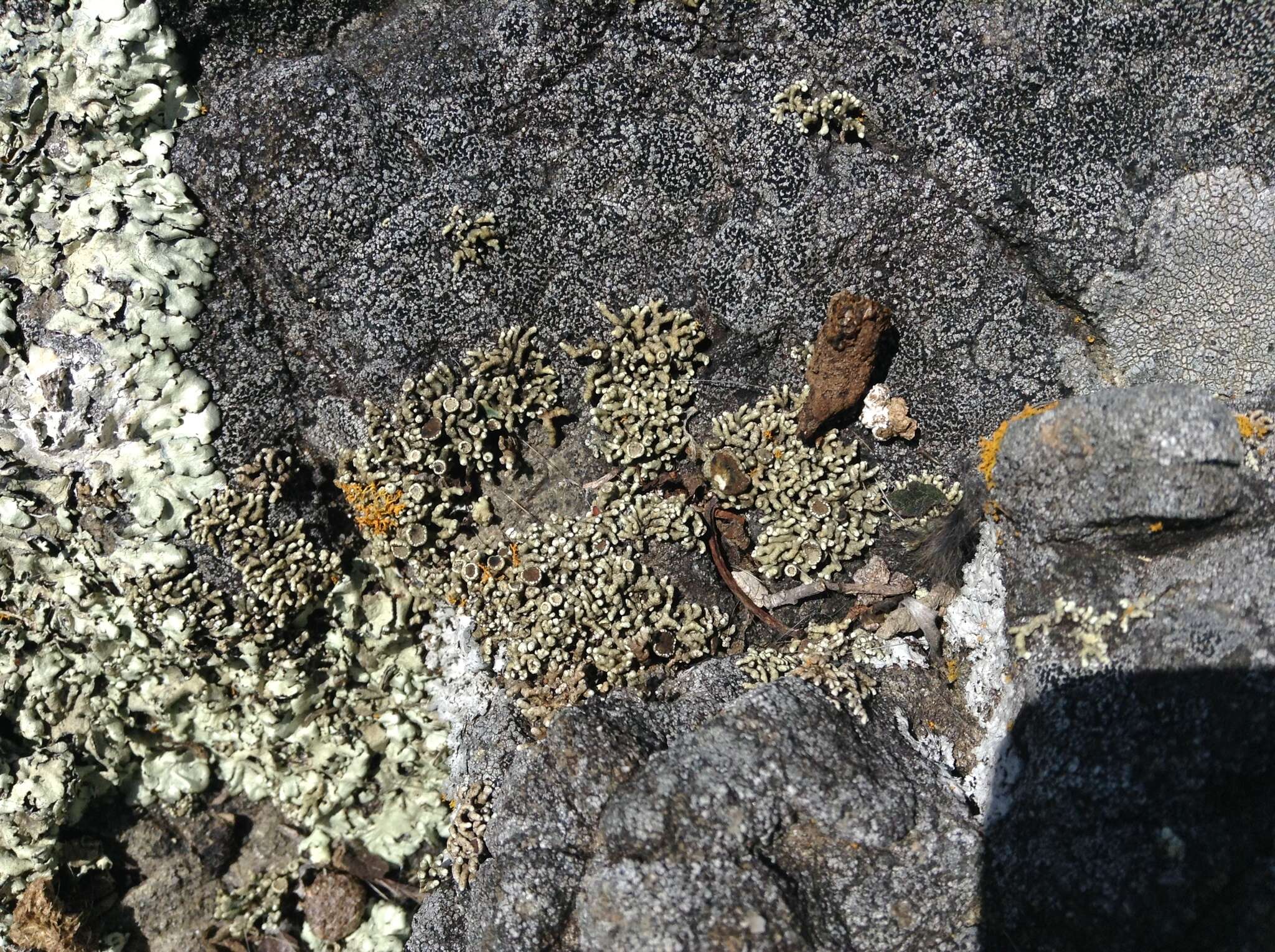 Image of Bolander's cladidium lichen