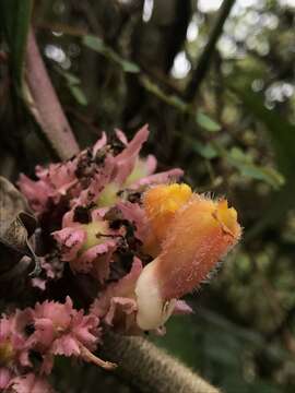 Image of Glossoloma ichthyoderma (Hanst.) J. L. Clark