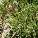 Imagem de Astragalus emarginatus Labill.