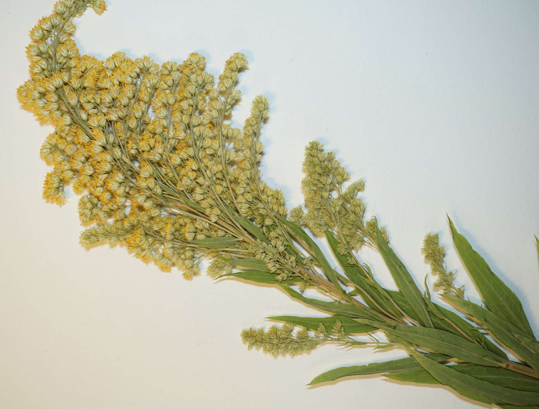 Image de <i>Solidago <i>canadensis</i></i> var. canadensis