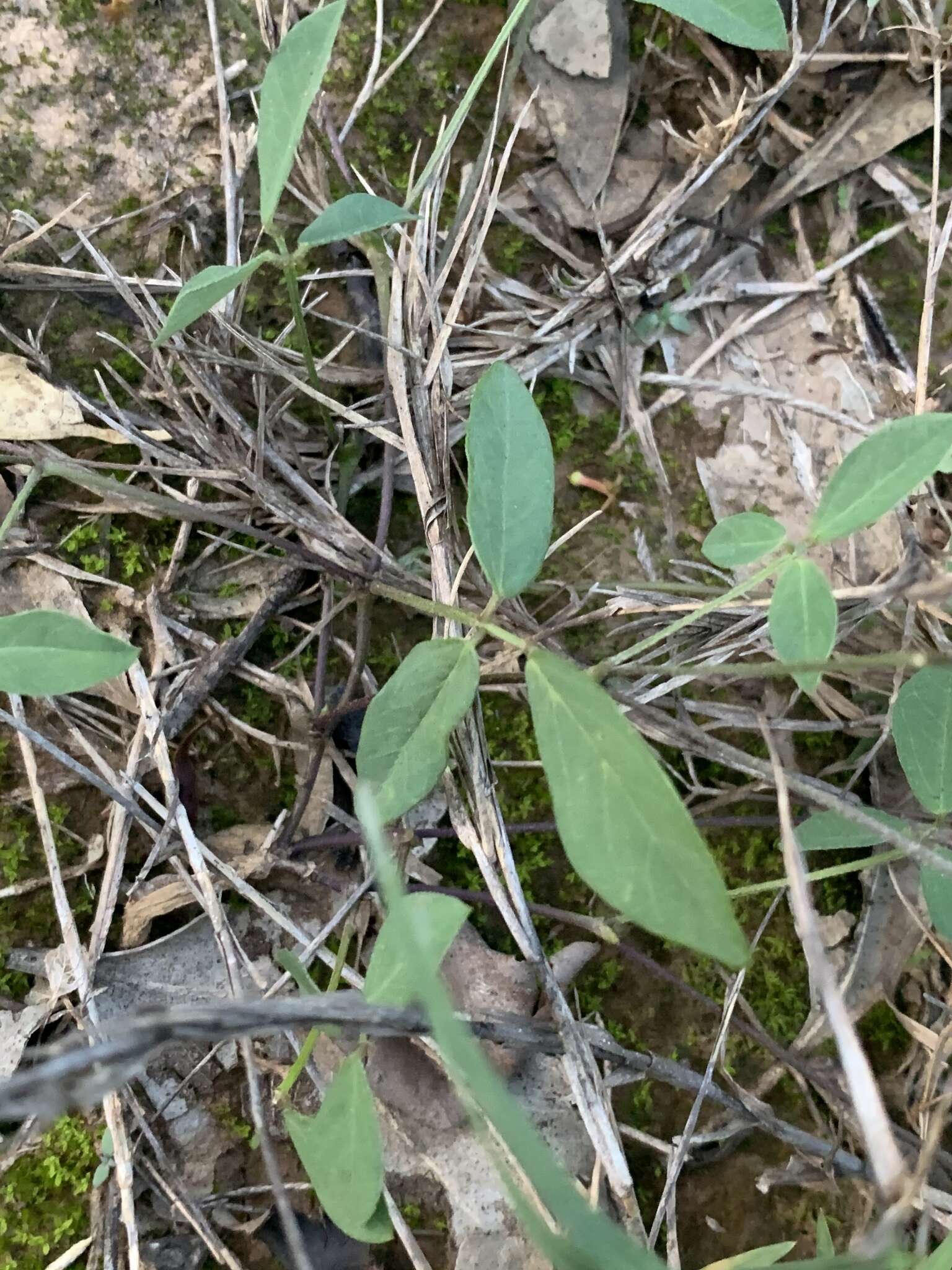 Glycine clandestina Wendl. resmi