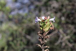 Plancia ëd Clinopodium chilense (Benth.) Govaerts