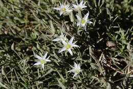 Image of Arenaria pungens Lag.