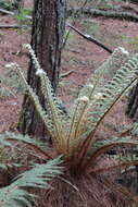 Image of Polystichum speciosissimum (A. Br. ex Kunze) Copel.