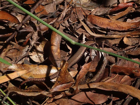 Plancia ëd Lampropholis couperi Ingram 1991