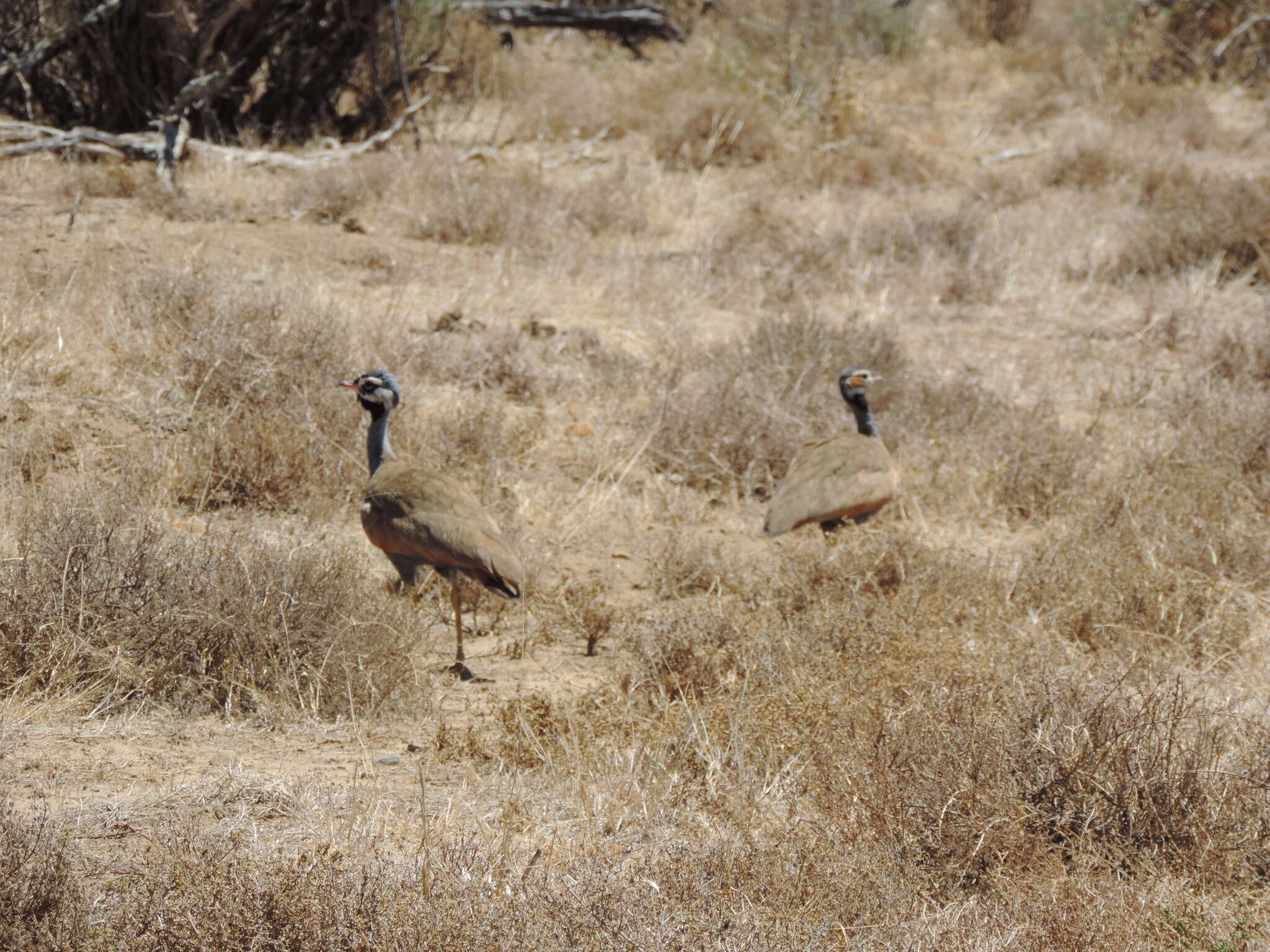 Image of Blue Bustard