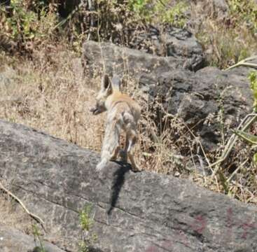 Image of Arabian red fox