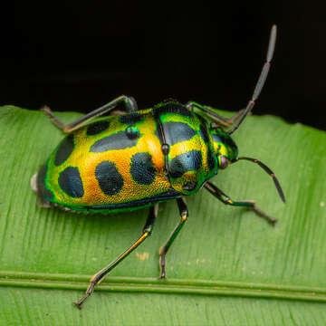 Image of <i>Chrysocoris stockerus</i>