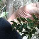 Image of Ilex kunthiana Triana