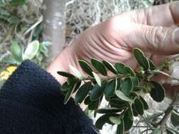 Image of Ilex kunthiana Triana