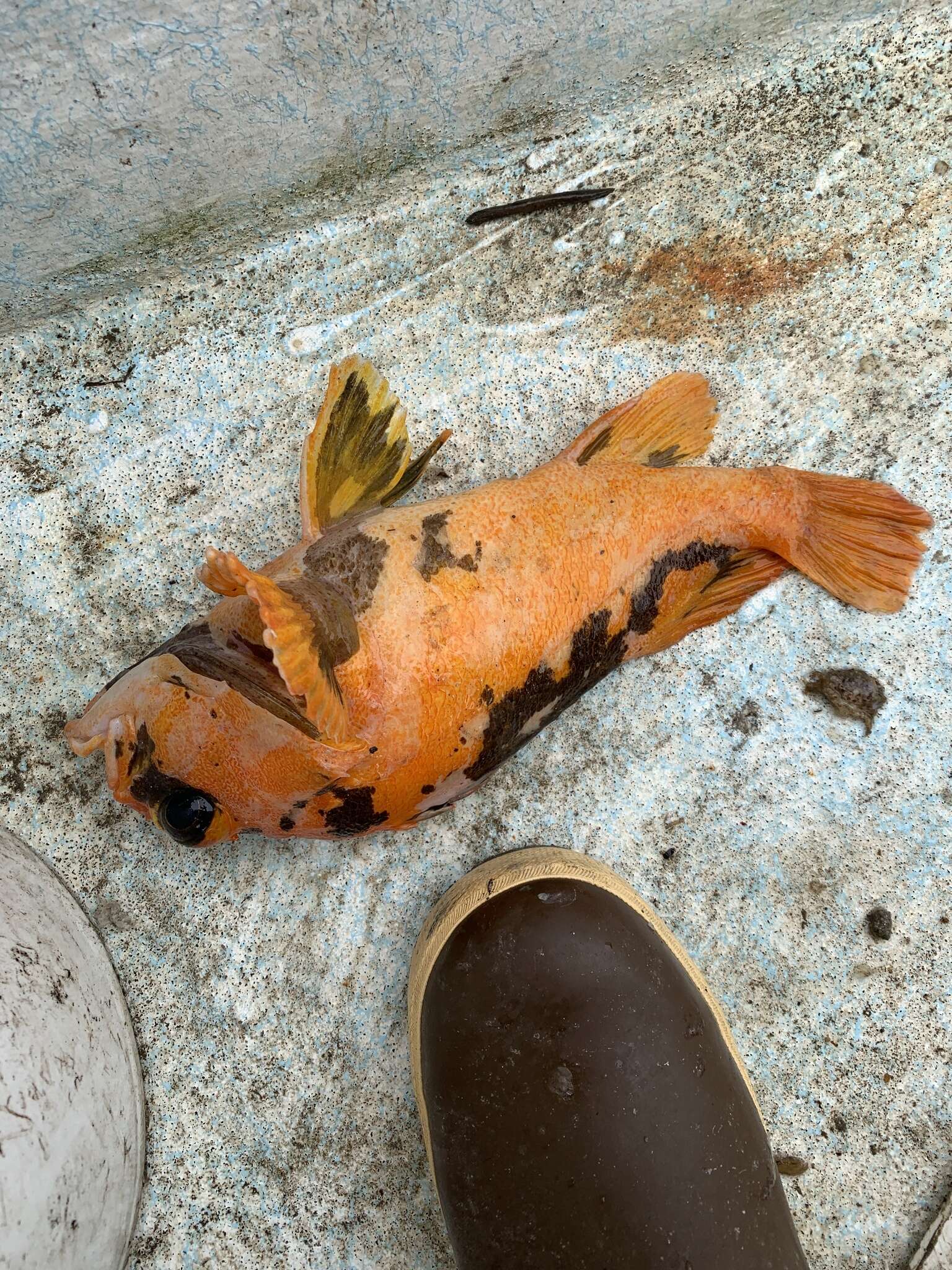 Image of Black-and-yellow rockfish