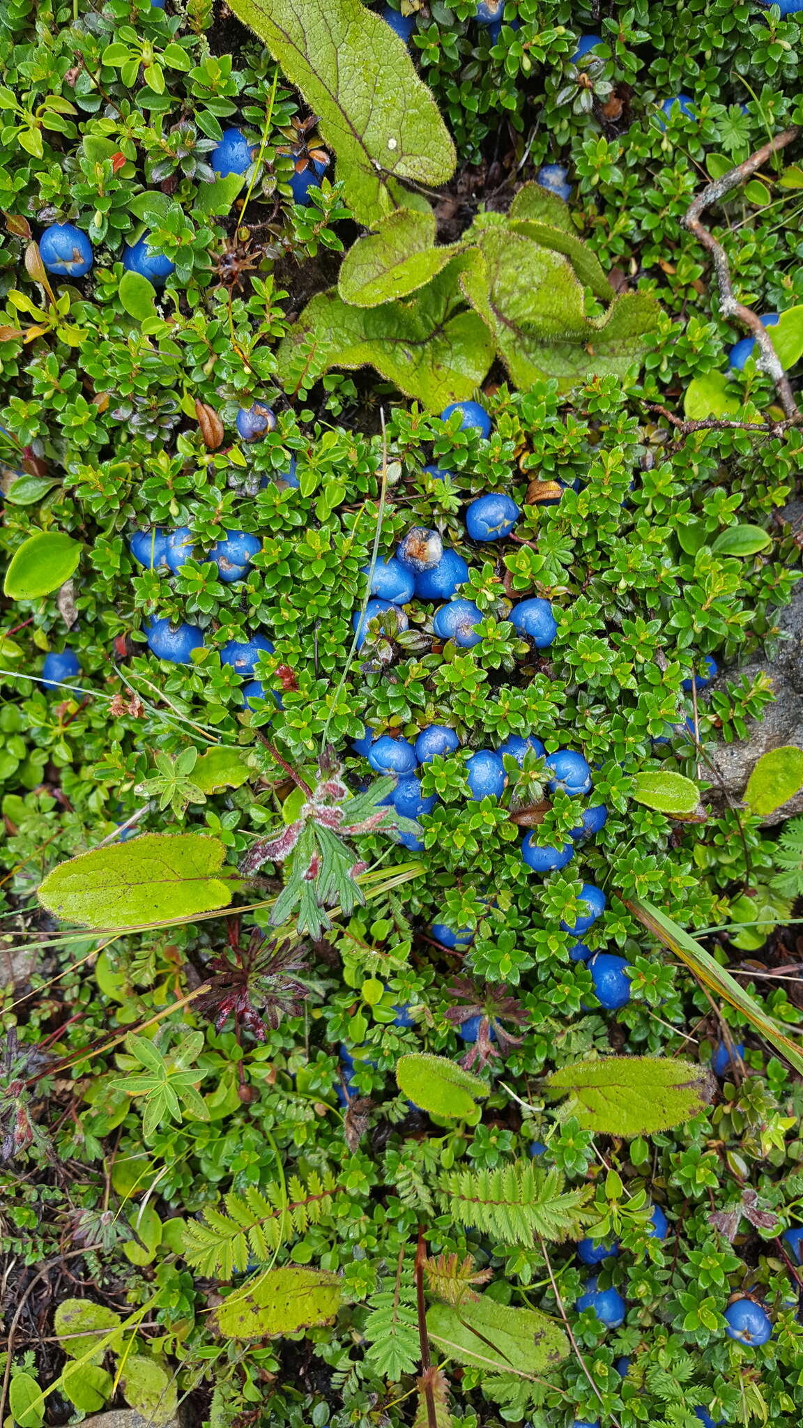 Imagem de Gaultheria trichophylla Royle