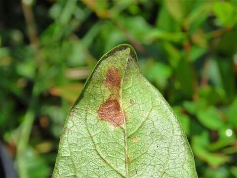 صورة Parectopa bumeliella Braun 1939