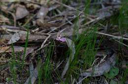 Caladenia fuscata (Rchb. fil.) M. A. Clem. & D. L. Jones的圖片