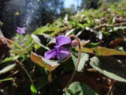 Image of Viola prionantha subsp. confusa (Champion ex Benth.) Y. S. Chen