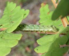 Image of Cutworm