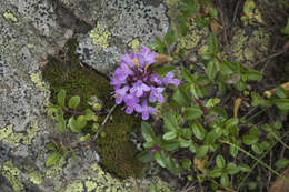 Image of Thymus nummularius M. Bieb.