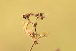 Plancia ëd Alchemilla breviloba H. Lindb.