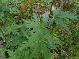 Слика од Aconitum nasutum Rchb.