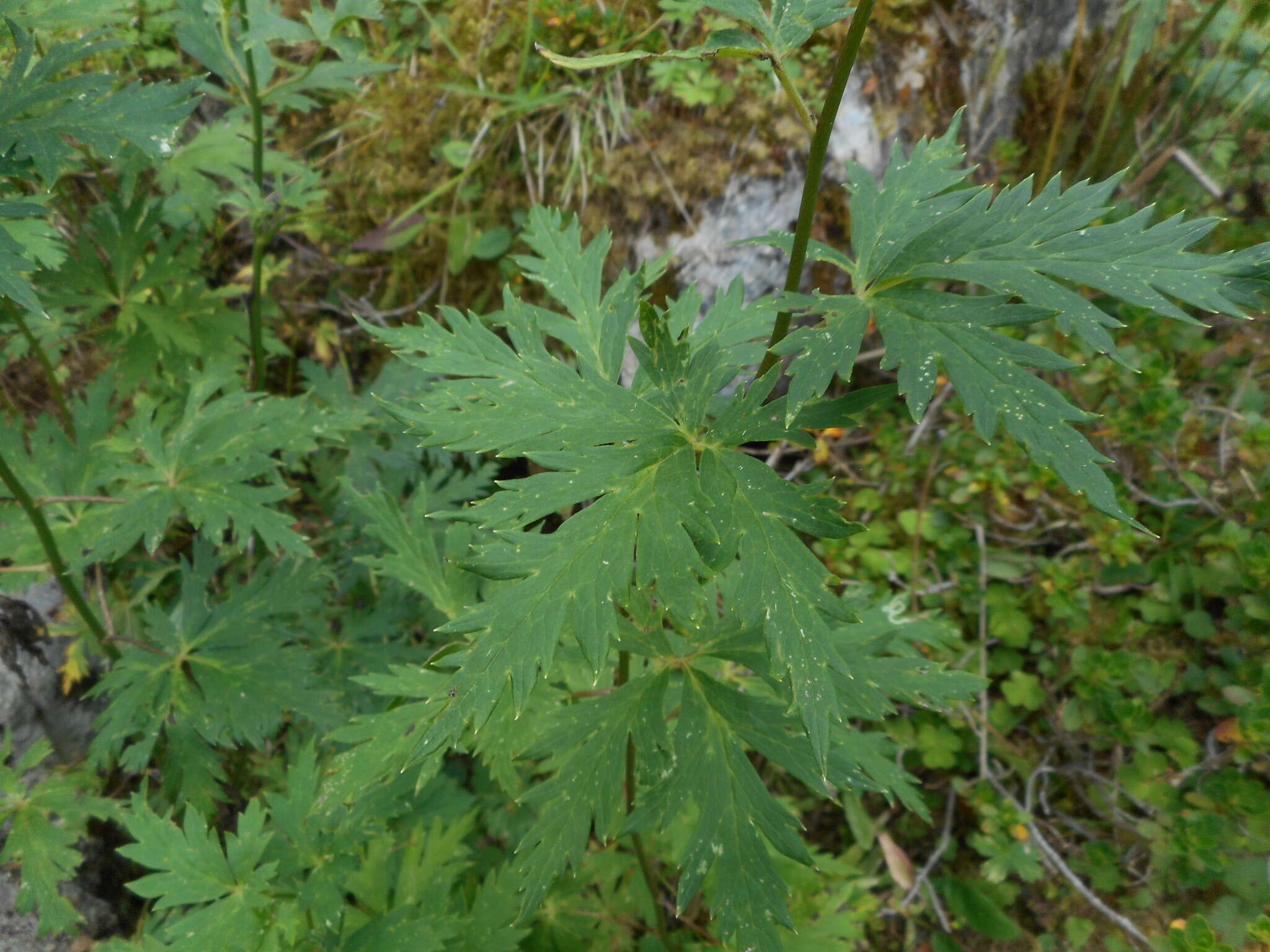 Слика од Aconitum nasutum Rchb.