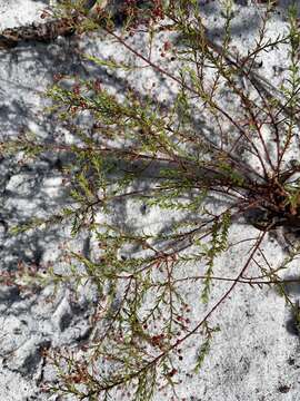 Image of Deckert's pinweed