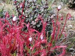 Image of Drosera alba Phill.