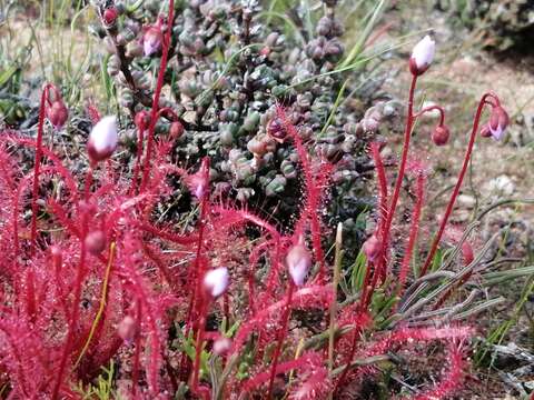 Image de Drosera alba Phill.