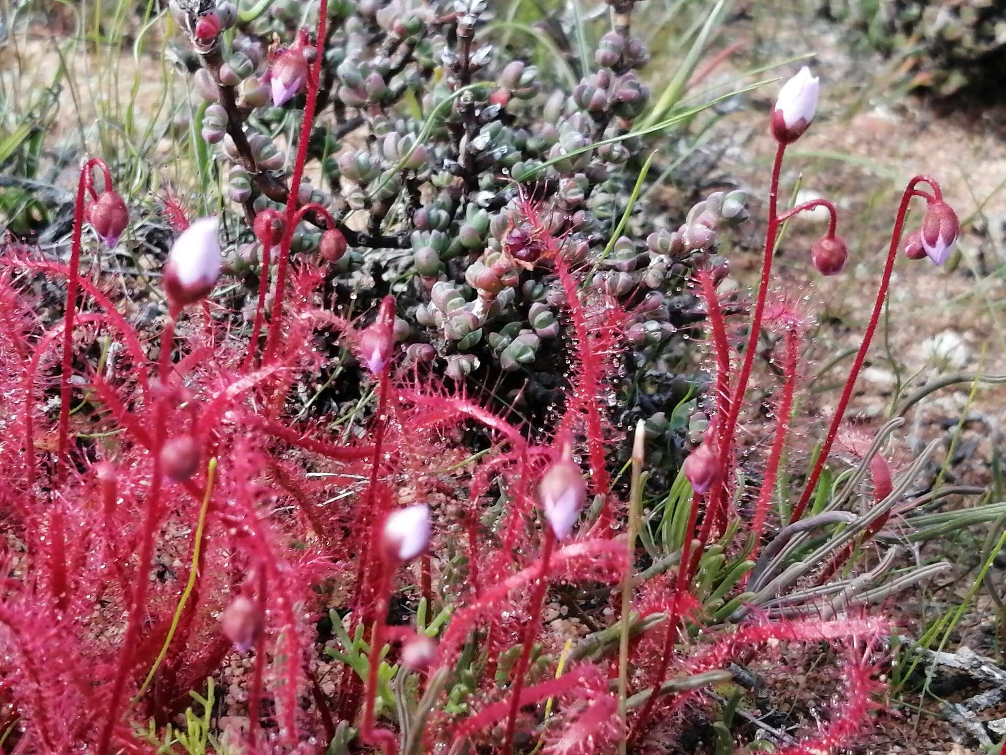 Image of Drosera alba Phill.