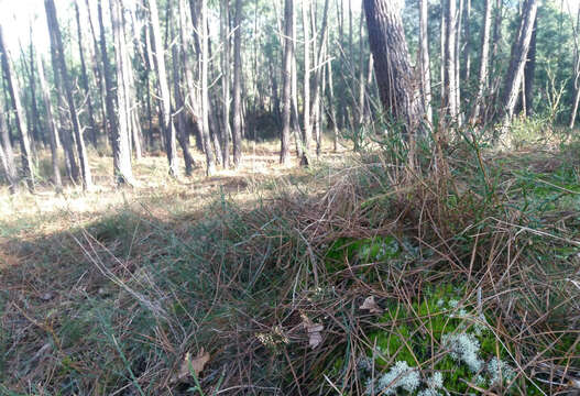 Imagem de Genista tridentata L.