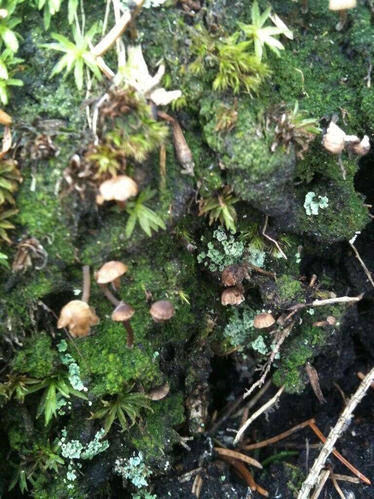 صورة Lichenomphalia meridionalis (Contu & La Rocca) P.-A. Moreau & Courtec. 2008