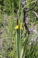 Plancia ëd Moraea reticulata Goldblatt