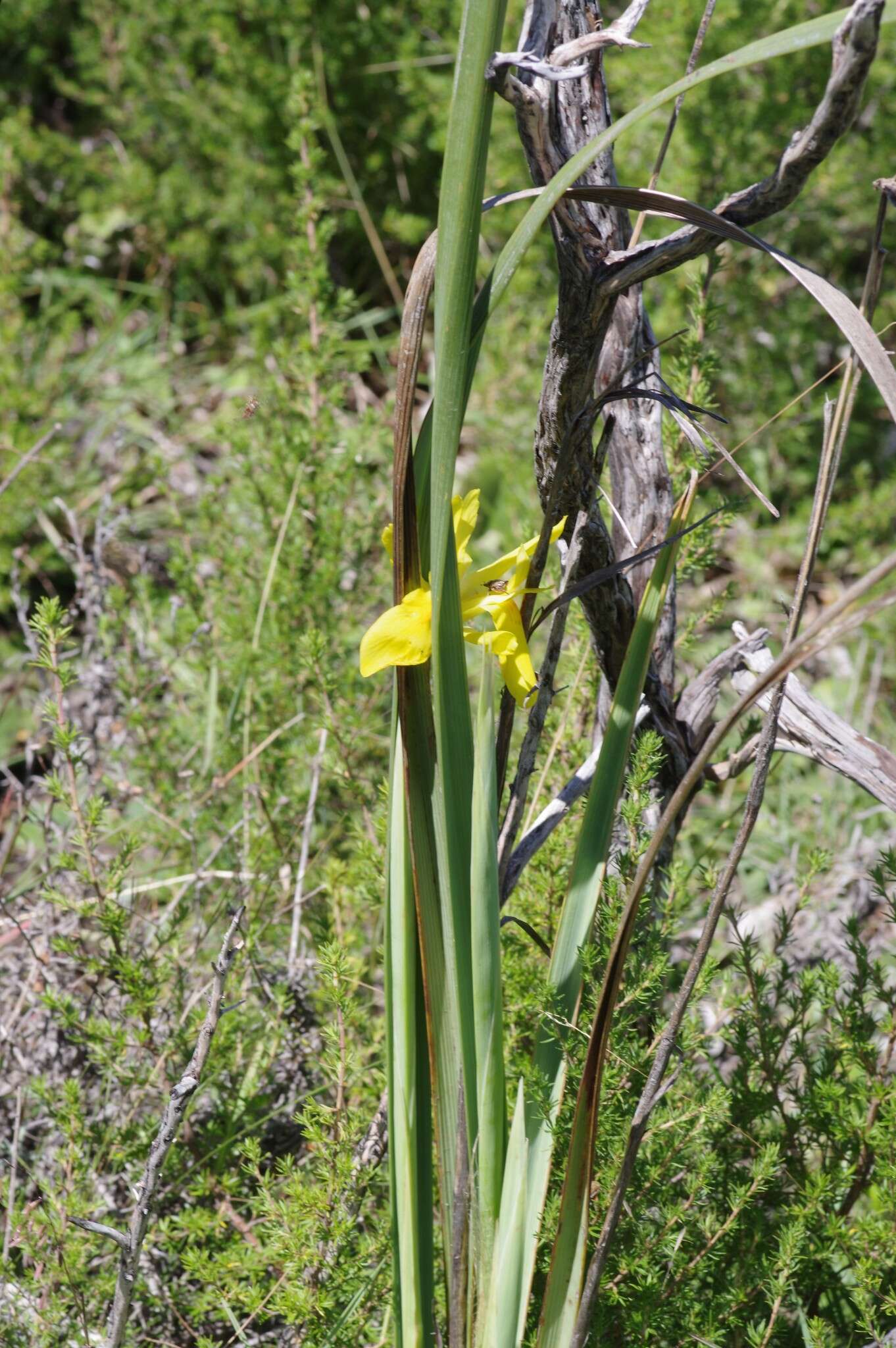 Plancia ëd Moraea reticulata Goldblatt