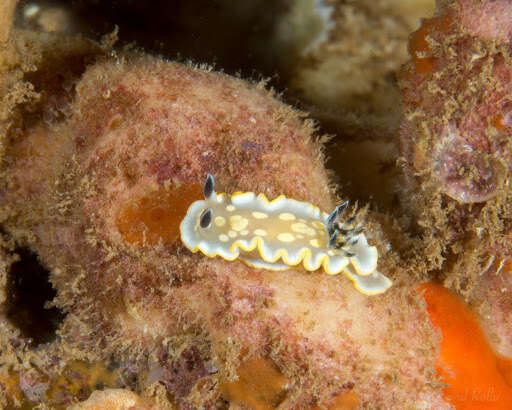 Image of Ardeadoris tomsmithi (Bertsch & Gosliner 1989)