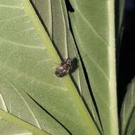 Image of Coffee Bean Weevil