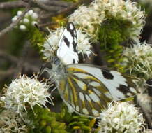 Image of Pontia helice (Linnaeus 1764)