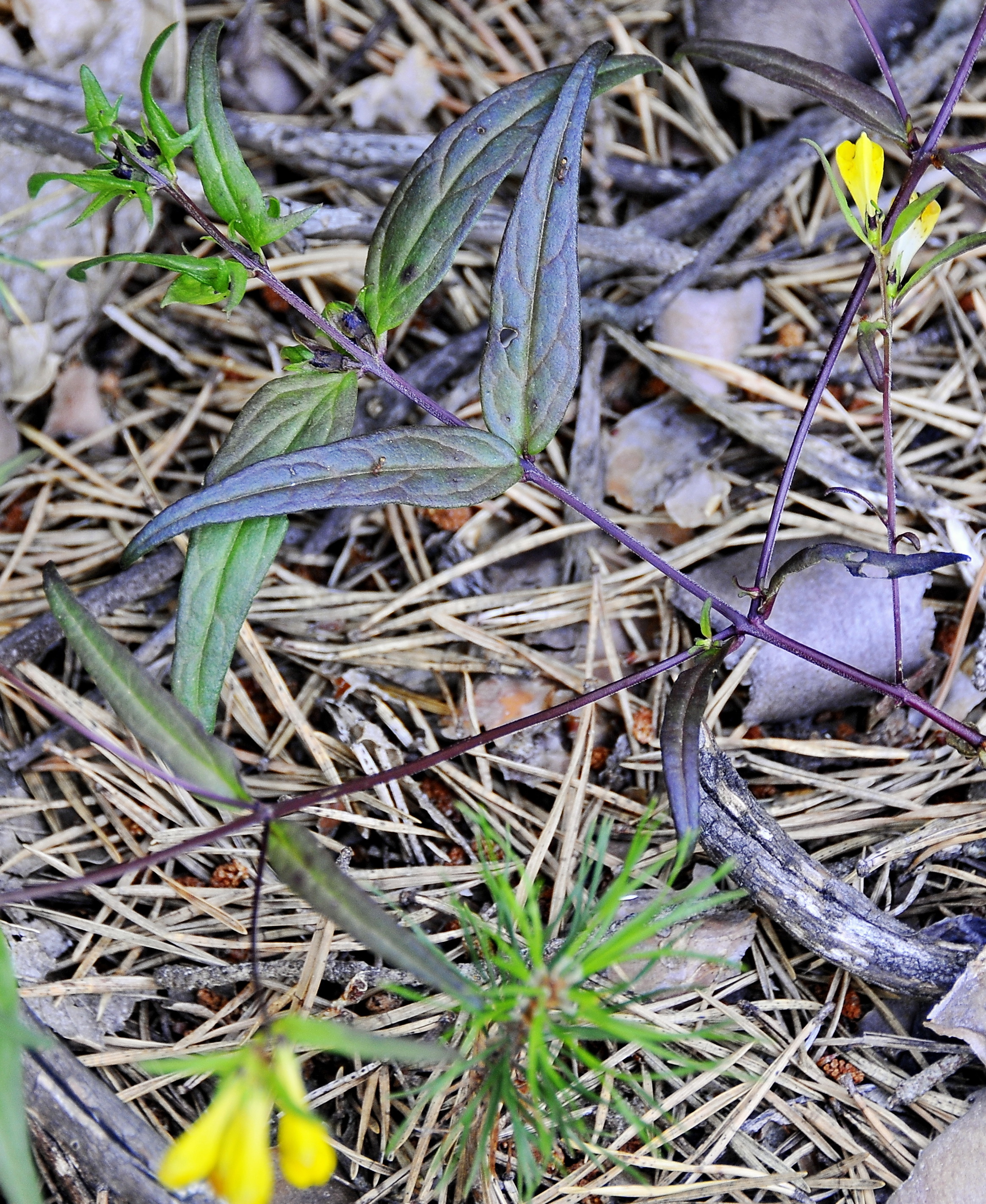 Melampyrum pratense (rights holder: Jos Mara Escolano)