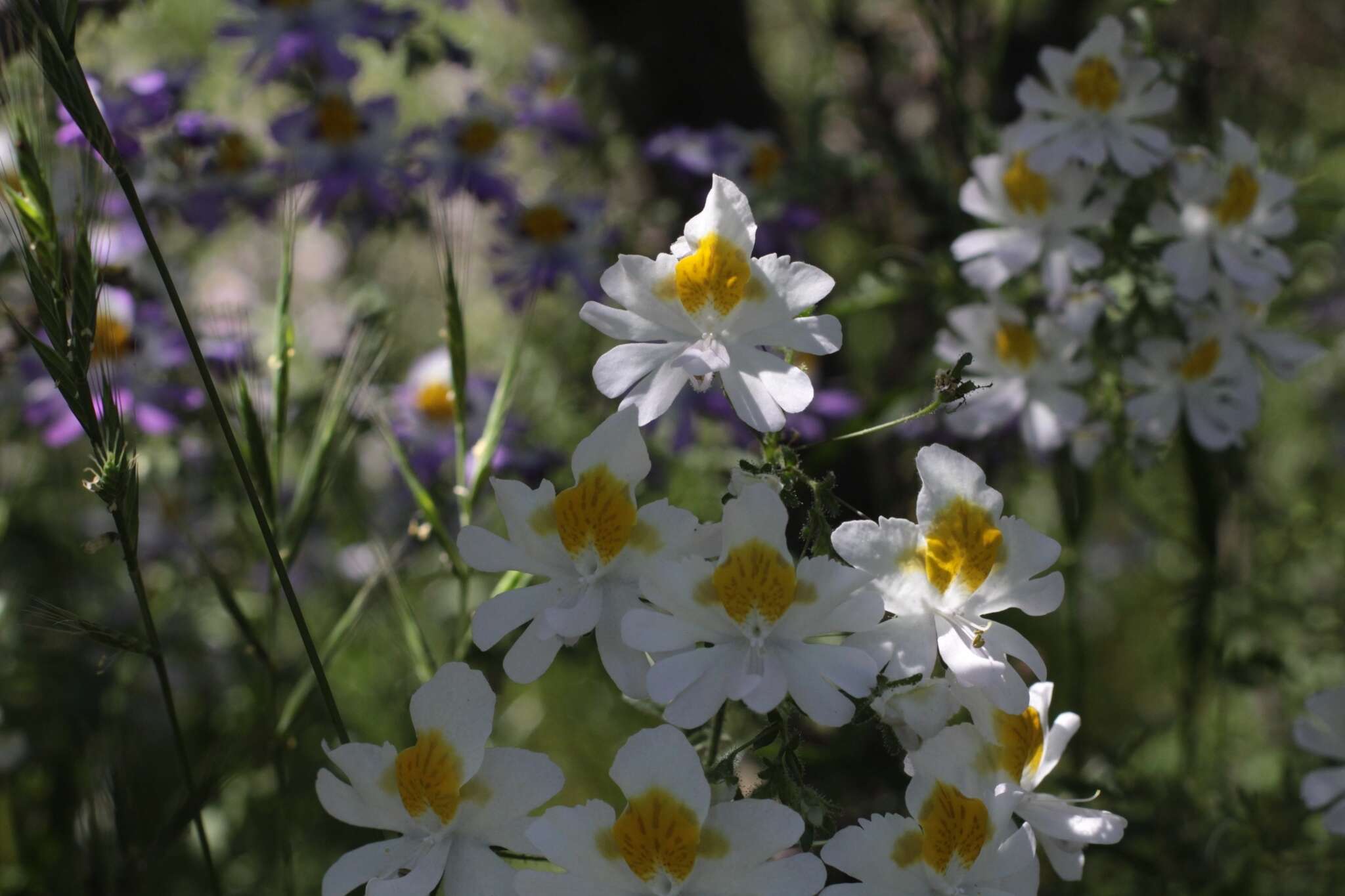 Imagem de Schizanthus porrigens subsp. porrigens