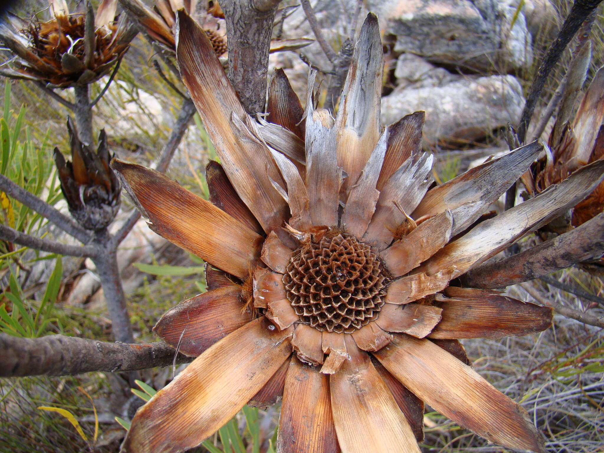 Image de Protea repens (L.) L.