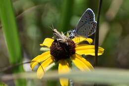 Image of Plebejus samuelis